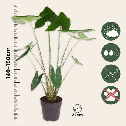 Planta Cebra - Alocasia 'zebrina' - Altura 140-150cm - ⌀32cm_2