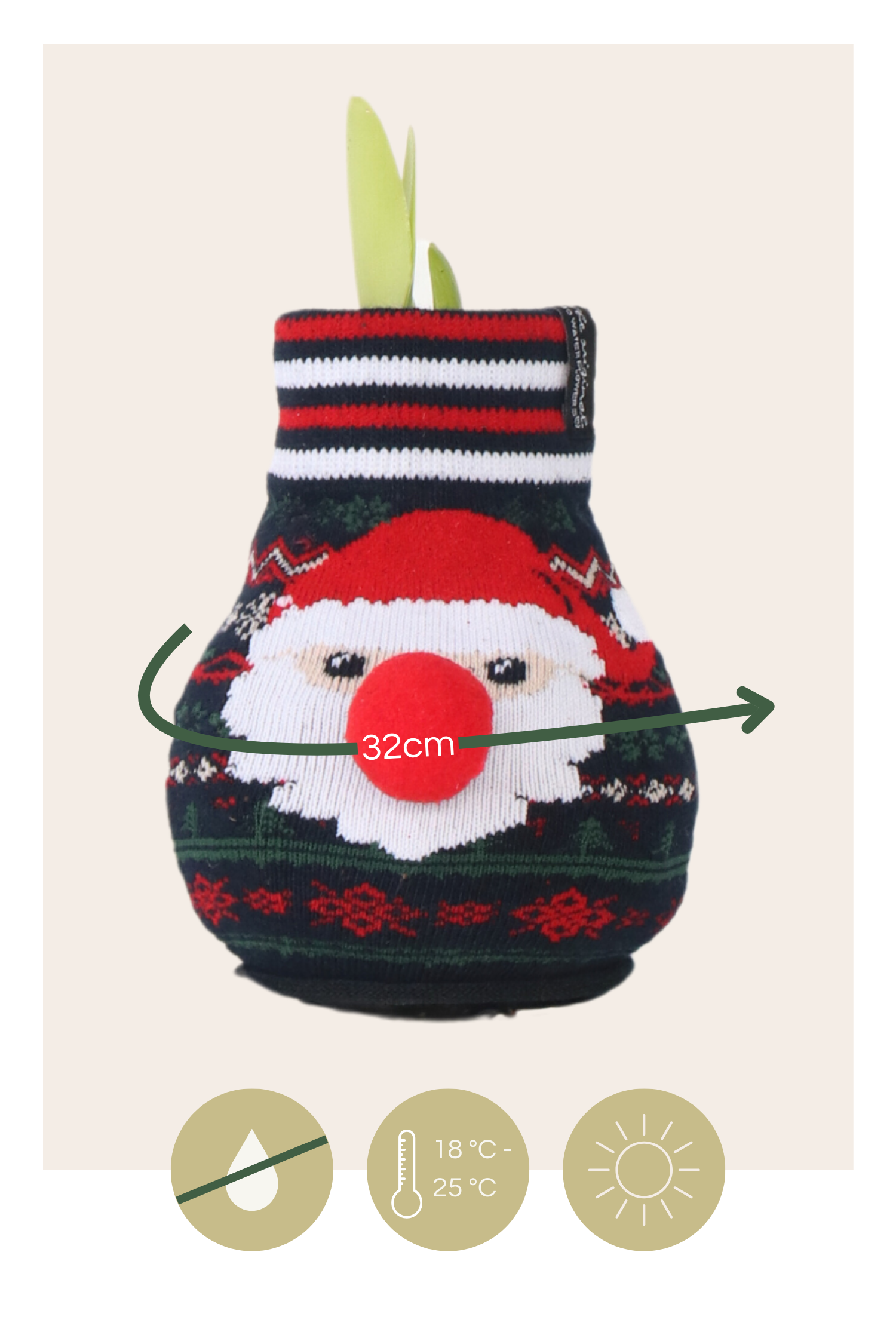 Amarilis - 3 Pzs - Hippeastrum 'xmas Sweater Mix' - Bulbo De Flor - Rojo_2