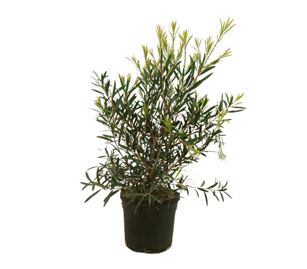 Callistemon Kings Park M19 70cm (limpiatubos)_0