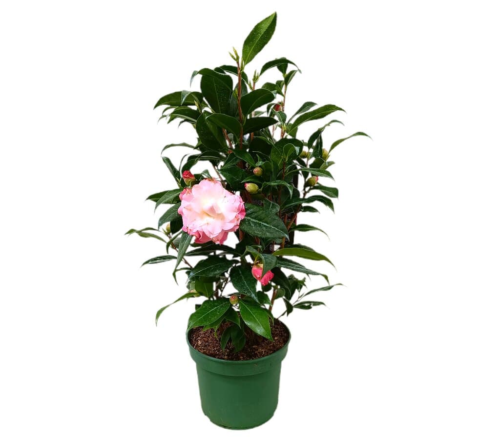 Camelia M17_0