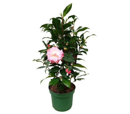 Camelia M17_0