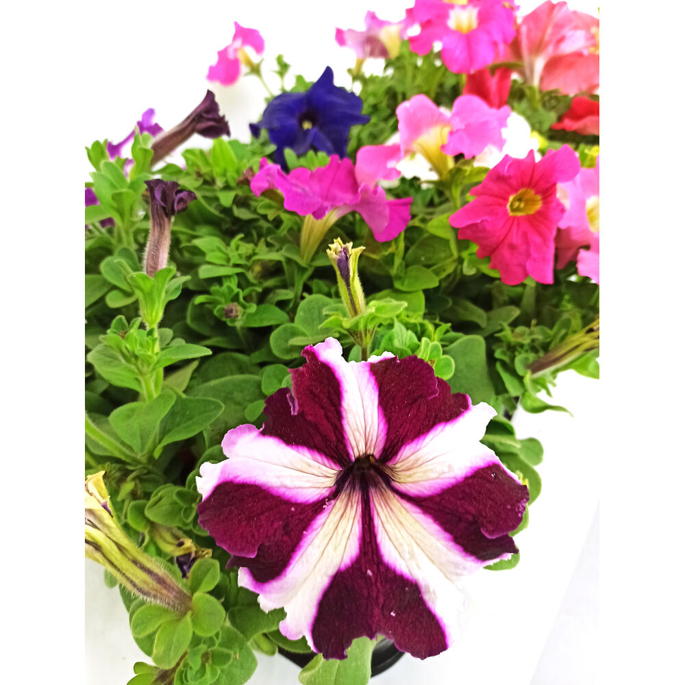 Pack 10 Petunias