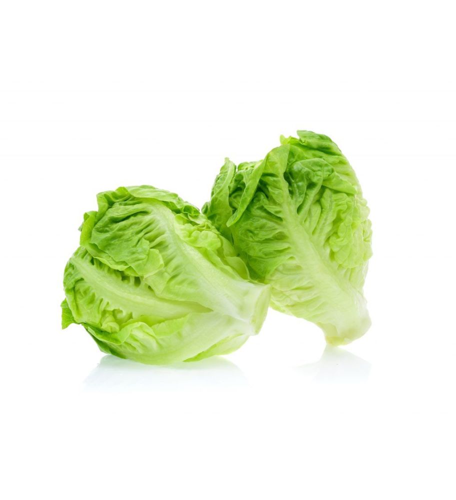 Plantón Lechuga Baby (10 Unidades)_0