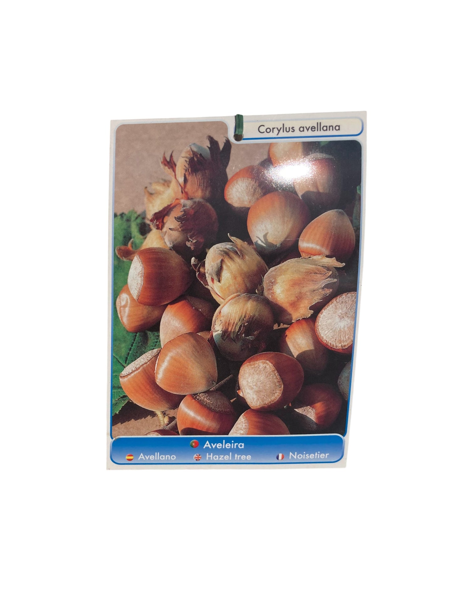 Frutal Avellano Negreta De Tarragona Cepellón 140 CM_1