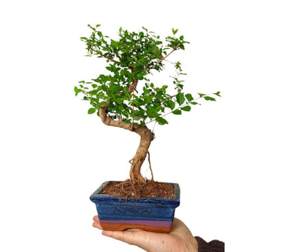 Bonsai Ligustrum 7 Años_1