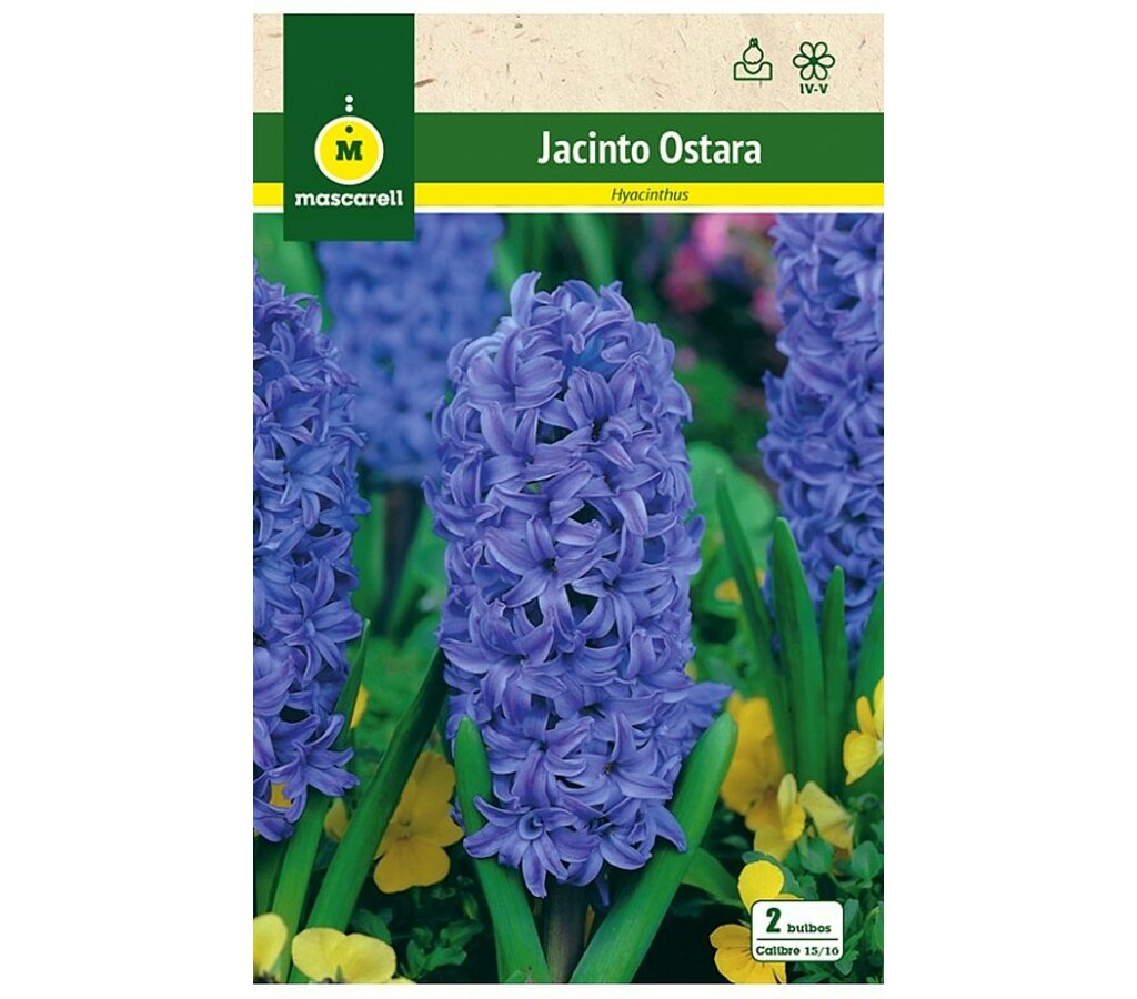 Bulbo Jacinto Ostara Azul_0