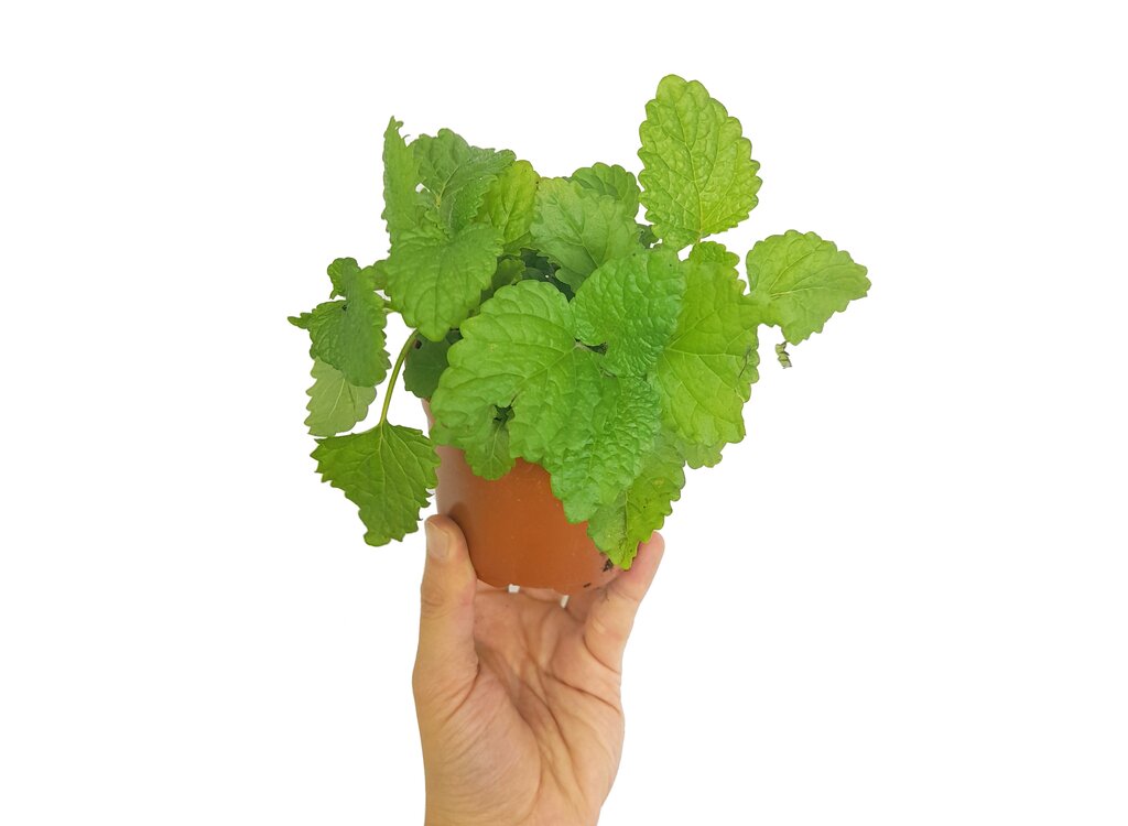 Melisa Officinalis M11_0