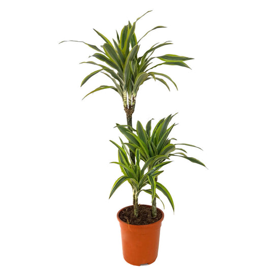 Dracena Lemon Line 3 Troncos 60-30-15 M21 60cm_0