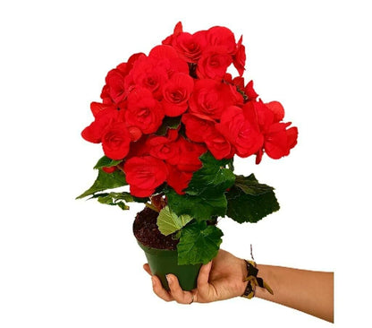 Begonia Eliator M13_1