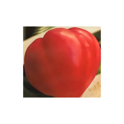 Plantón Tomate De Corazón De Buey (10 Unidades)_0
