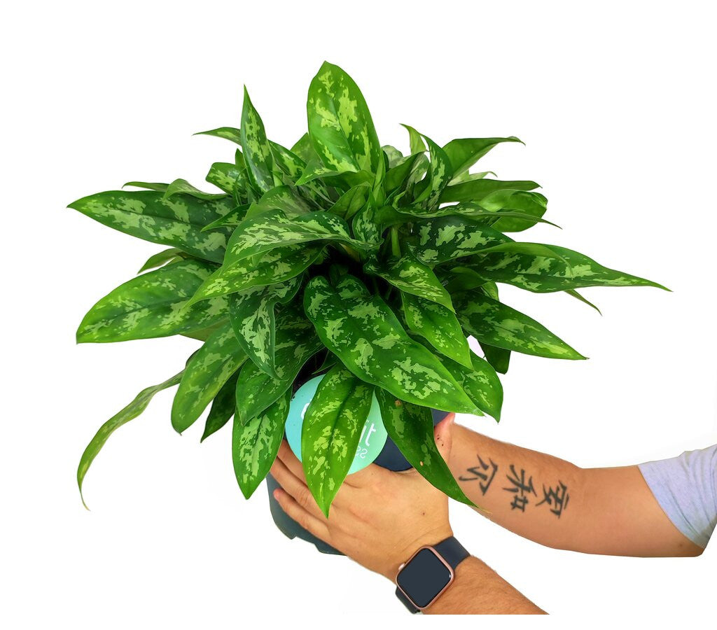 Aglaonema Maria M24 50cm_0