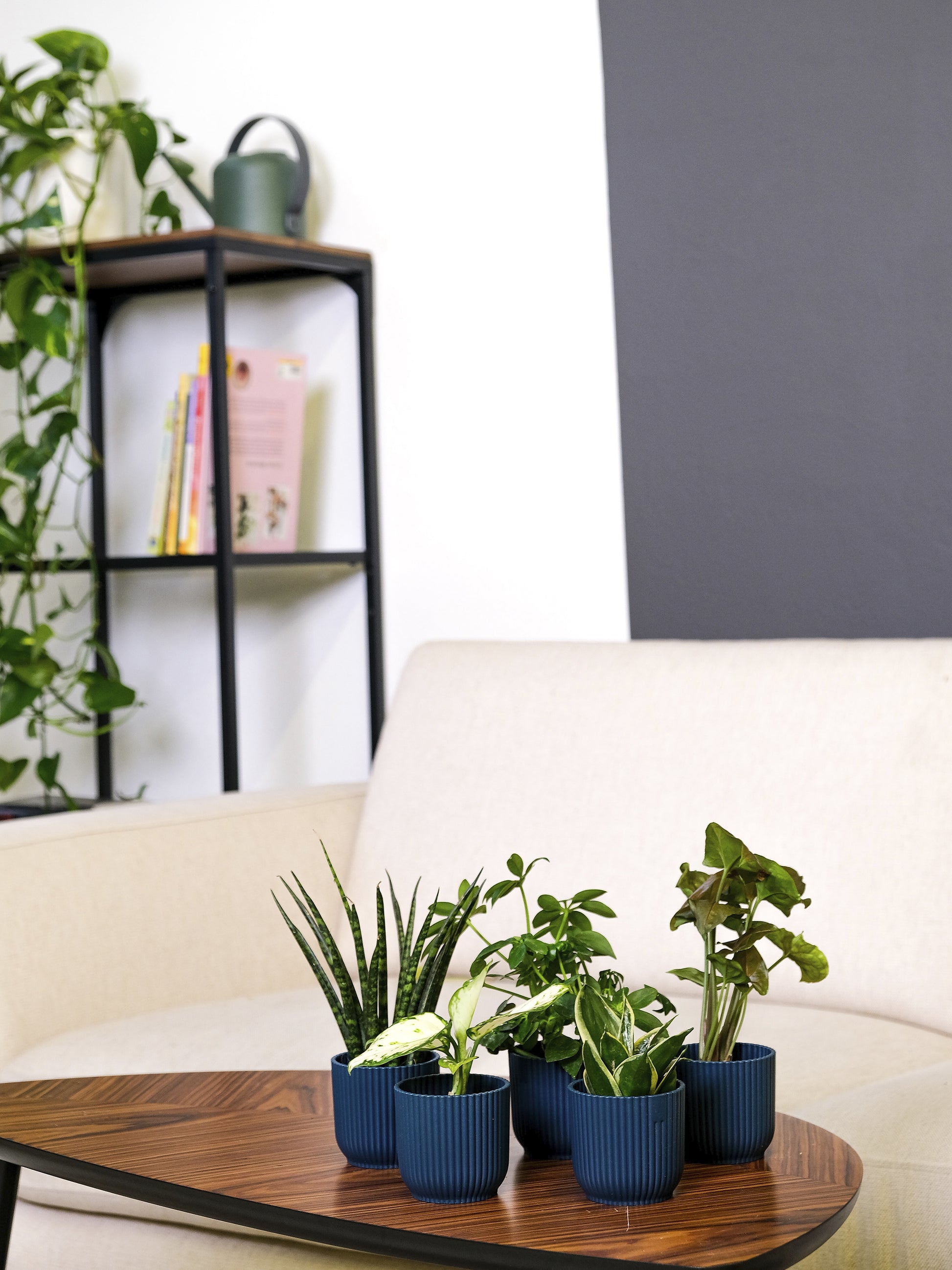 Pack De Mini Plantas - 6 Unidades