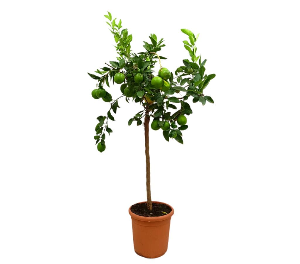 Lima De Tahití Copa M26 90-110cm