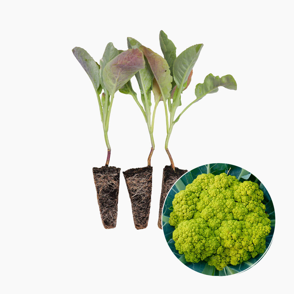 Plantón Coliflor Verde - Plantabo 10 Unidades_0