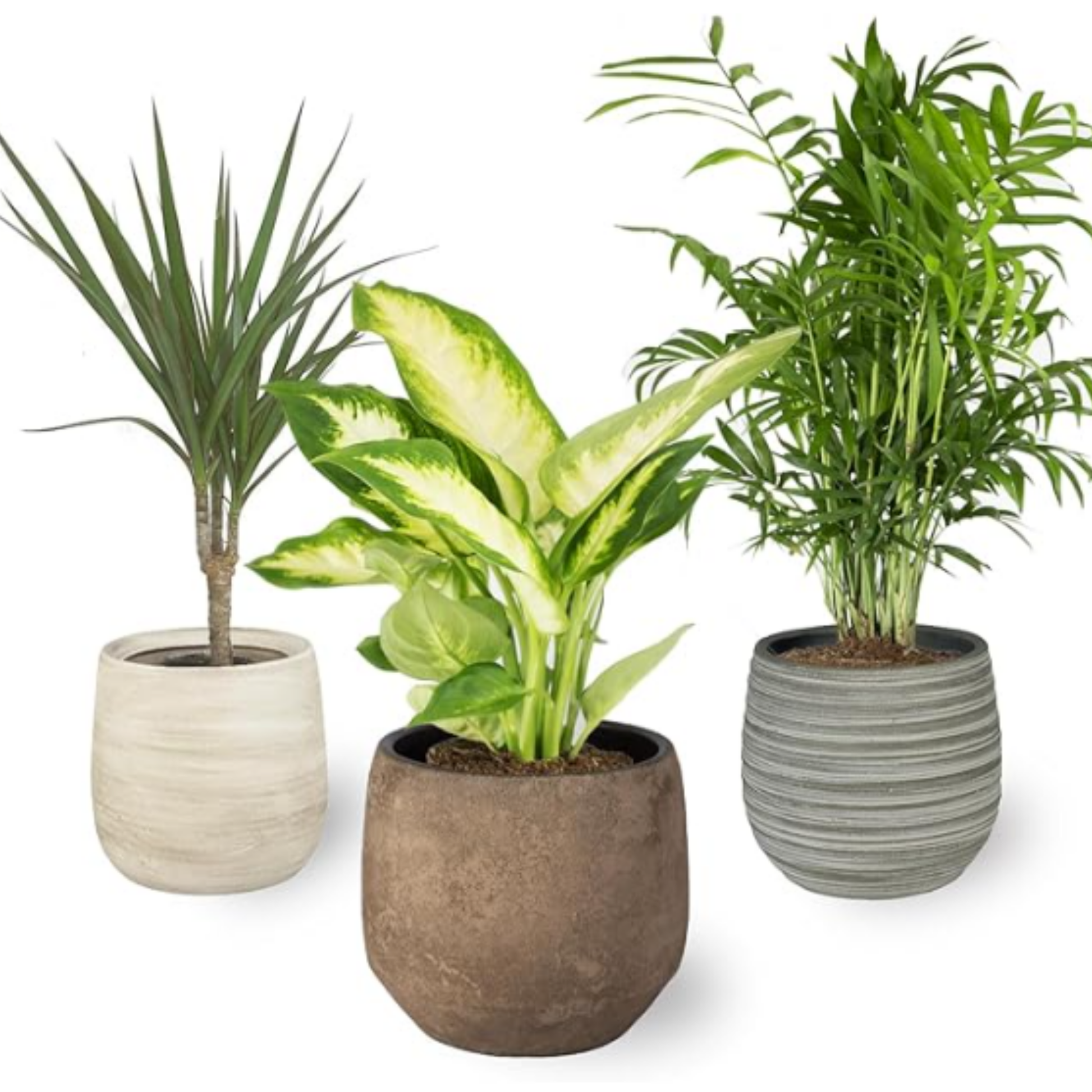 Smply - Set De  3, 1x Dieffenbachia, 1x Chamaedorea (mountain Palm) 1x Dracena Marginata (dragon Tree), 10-12cm