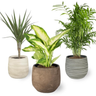 Smply - Set De  3, 1x Dieffenbachia, 1x Chamaedorea (mountain Palm) 1x Dracena Marginata (dragon Tree), 10-12cm