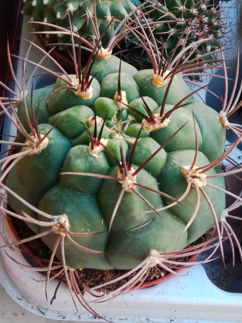 Planta Cactus Gymnocalycium Saginole Ø8 Cm
