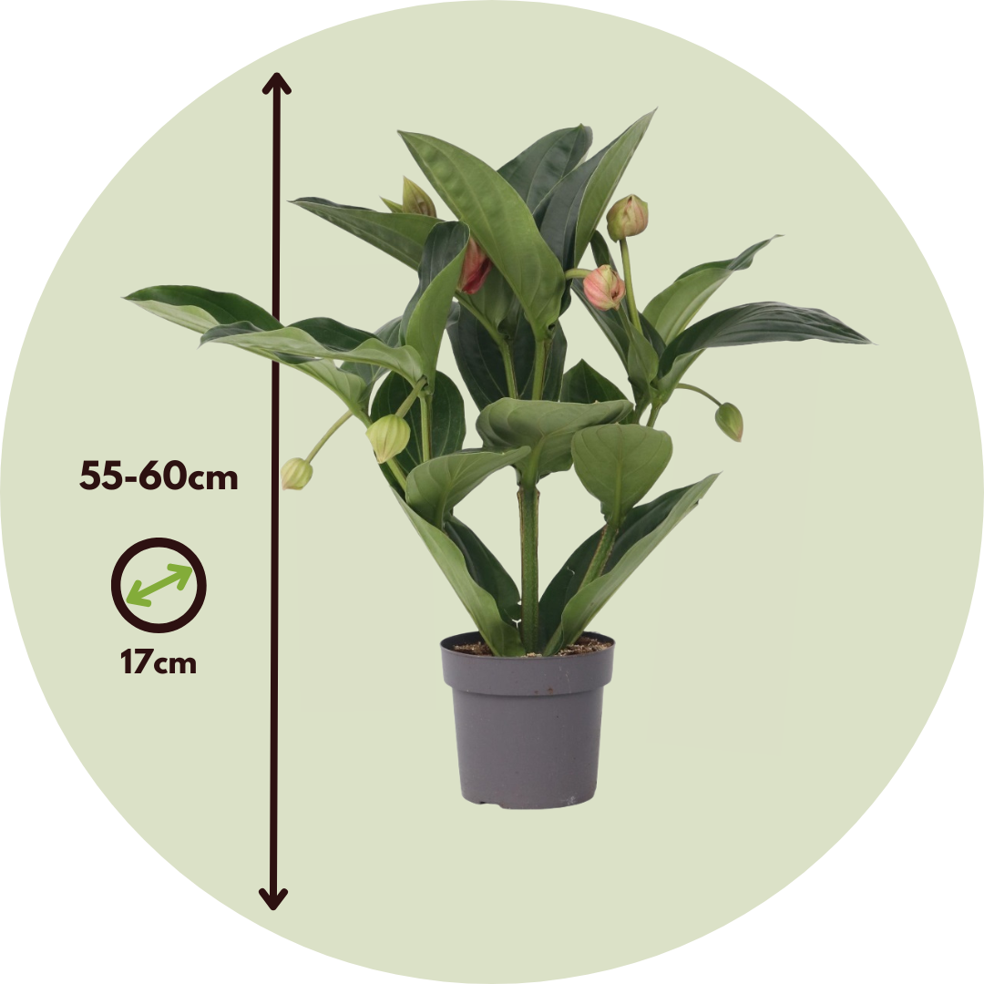 Medinilla De Flor Rosa - Medinilla Magnifica - Altura 55-60cm - ⌀17cm_2