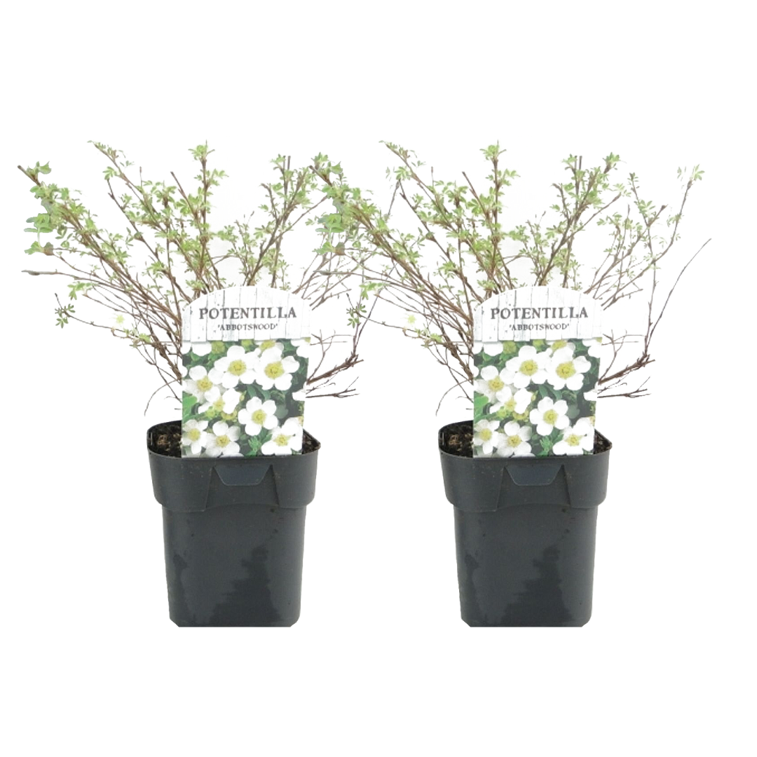 Cincoenrama - 2 Pzs - Potentilla 'abbotswood' - Altura 20-30cm - ⌀17cm_0