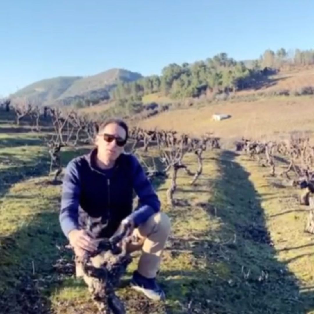 Vino Tinto - Demencia Villegas 2018 - Bierzo_1