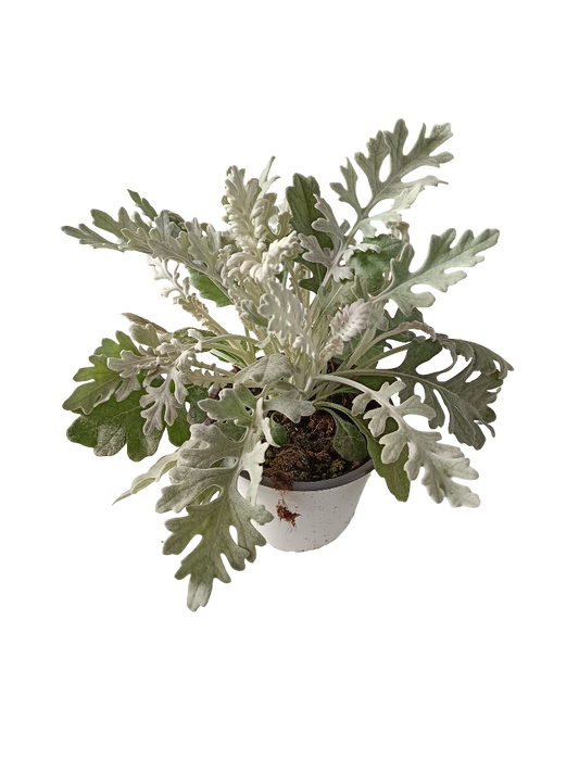 Senecio Cynerario Planta De Exterior Ø14_0