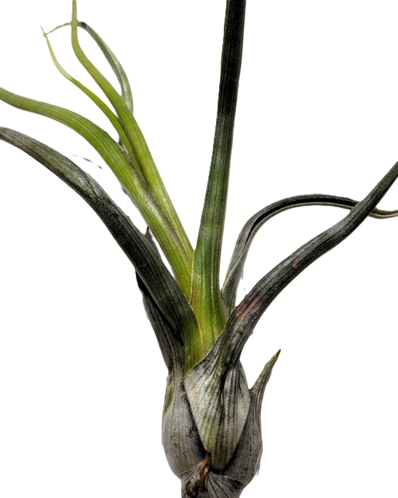Tillandsia pseudobaileyi [small]; planta del aire, fácil cultivo; Curiosarium; altura 15 cm, diámetro 8 cm_1