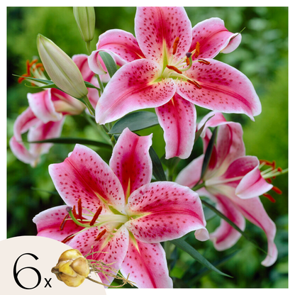 Lirio - 6 Pzs - Lilium Orientalis 'stargazer' - Cepellones - Rosa_0
