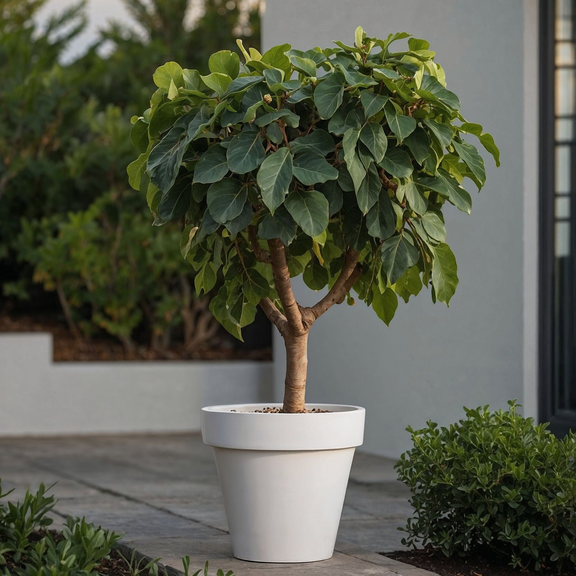 Higuera - 2 Pzs - Ficus Carica - Altura 70-90cm - ⌀21cm