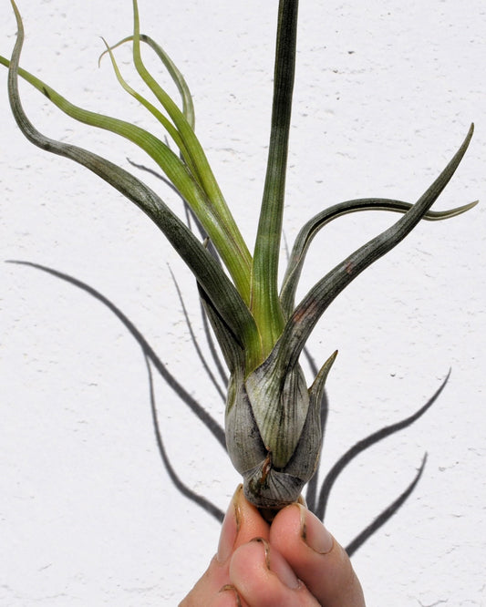Tillandsia pseudobaileyi [M]; planta del aire, fácil cultivo; Curiosarium; altura 20-30 cm, diámetro 10-20 cm_0