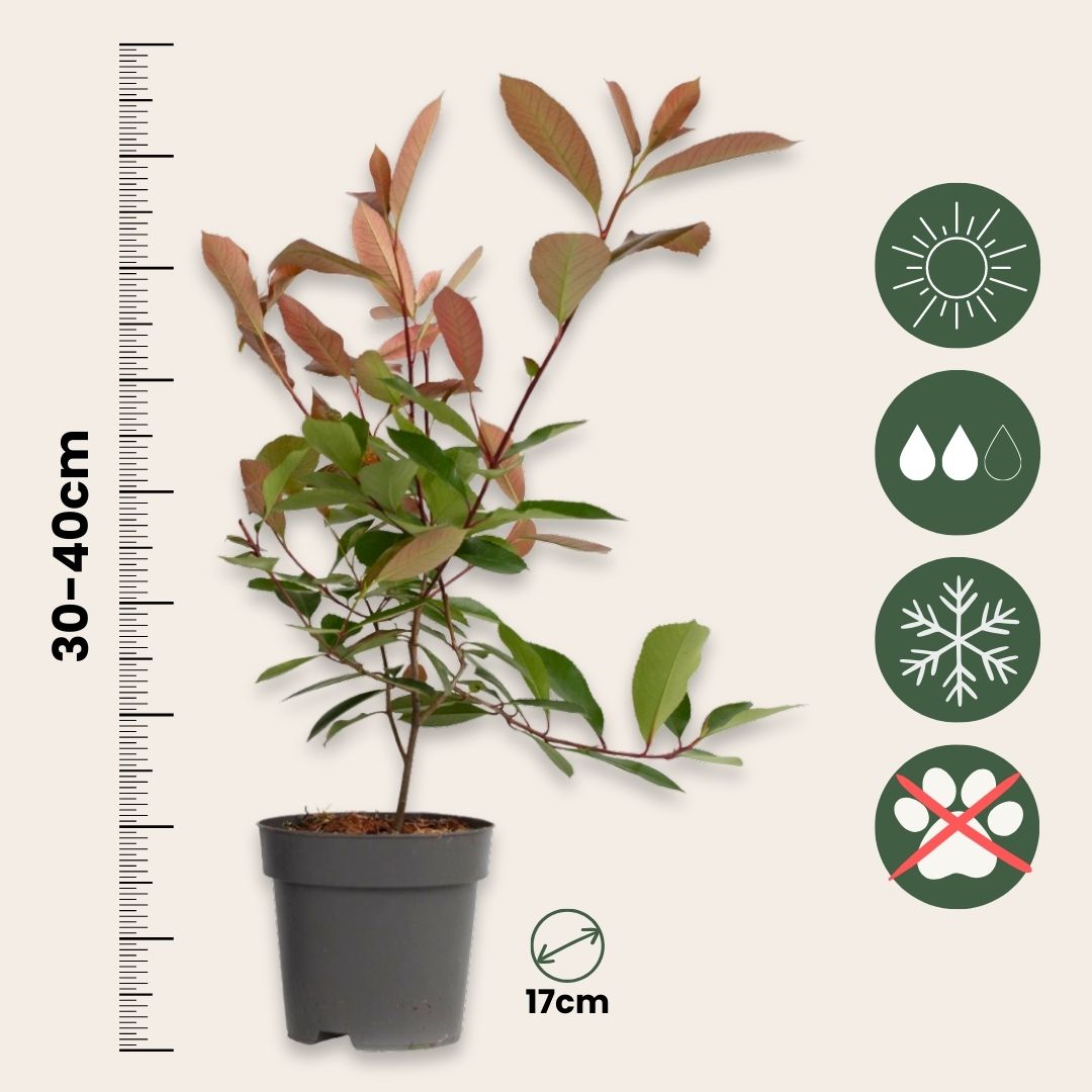 Fotinia - 4 Pzs - Photinia Fraseri 'red Robin' - Altura 30-40cm - ⌀17cm