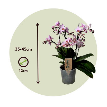 Orqídea Phalaenopsis - Phalaenopsis Multiflora - Altura 35-45cm - ⌀12cm