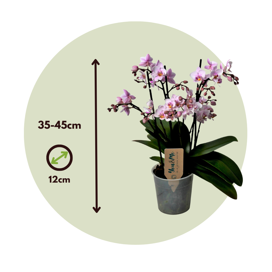Orqídea Phalaenopsis - Phalaenopsis Multiflora - Altura 35-45cm - ⌀12cm_2