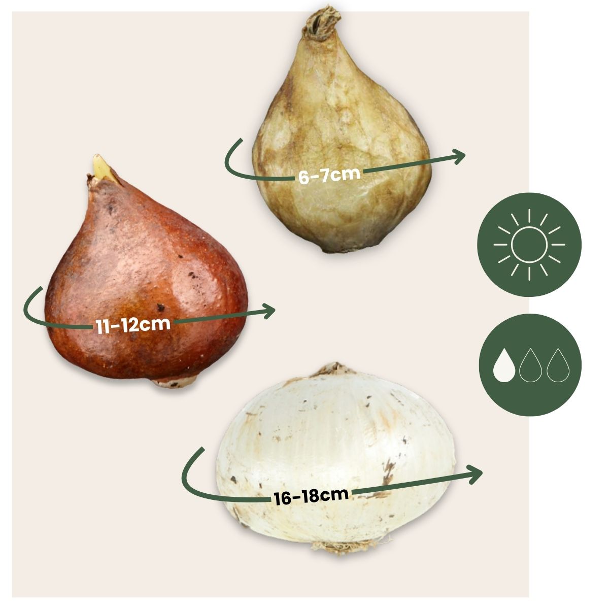 Mezcla De Gladiolos - 125 Pzs - Gladiolus Dahlia Freesia - Bulbos De Flores_2