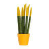 Lengua De Suegra Cilíndrica - Sansevieria Cylindrica - Altura 20-40cm - ⌀9cm