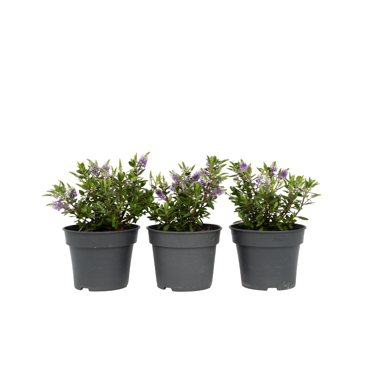 Verónica De Siara - 3 Pzs - Hebe 'siara' - Altura 30-35cm - ⌀13cm_0