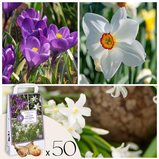 Caja Jardín Sombrío - 50 Bulbos Para Sombra & Semisombra_0