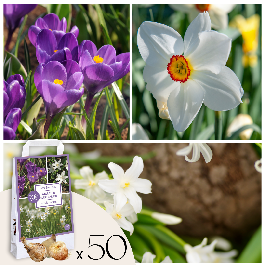 Caja Jardín Sombrío - 50 Bulbos Para Sombra & Semisombra