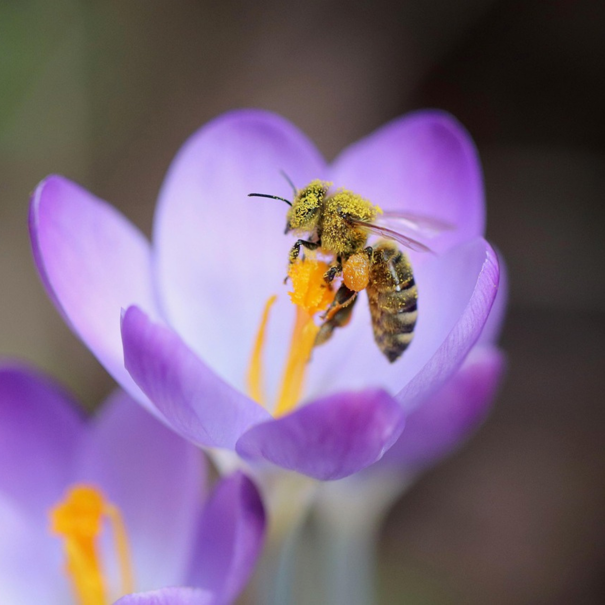 Crocus Tommasinianus - 100 Pzs - Crocus 'ruby Giant' - Bulbos De Flores