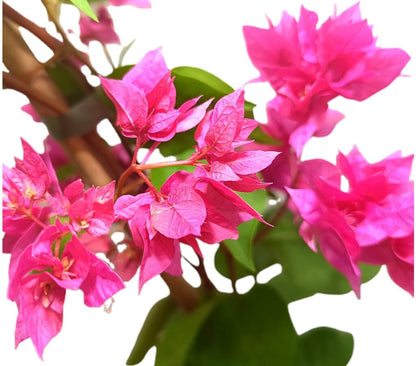 Bouganvillea Variada Doble M20 120-150cm_1