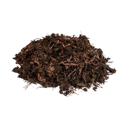 Lombrices rojas californianas para vermicompost Multihuerto 1000 ud