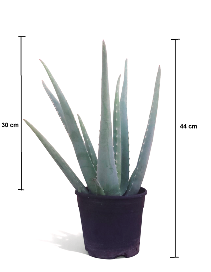 Planta De Aloe Vera Ecológica. Longitud Mínima De Las Pencas De 30 Cm. Hija de una planta madre de más de 20 años.