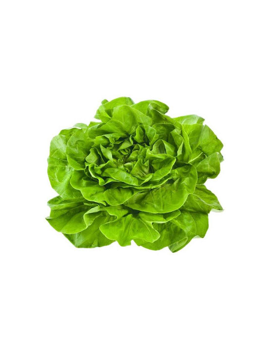 Lechuga Batavia Bio - Pieza