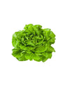 Lechuga Batavia Bio - Pieza