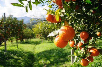 Mandarina Premium Ortanique 10Kg_2