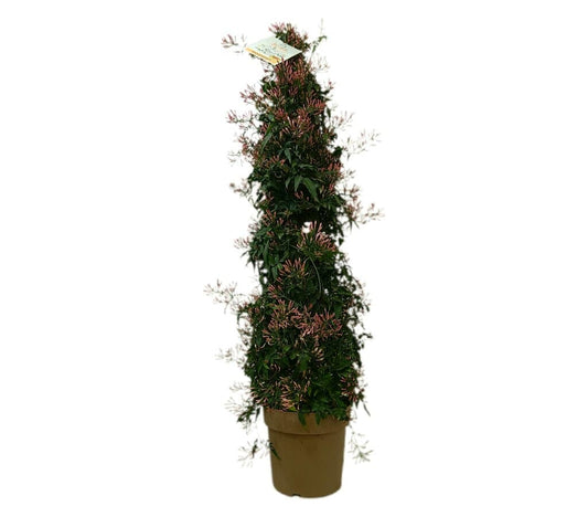 Jazmin Polyanthum Espaldera M23 80-100cm_0