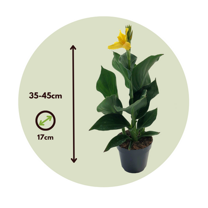 Caña De Flores - Canna 'cannova' - Altura 35-45cm - ⌀17cm_2