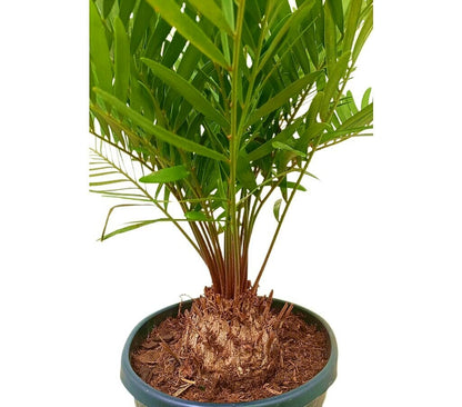 Zamia Floridiana M22 50 - 60cm