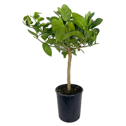 Lima De Tahiti Sin Pepita (limon Persa) M21 65cm_0