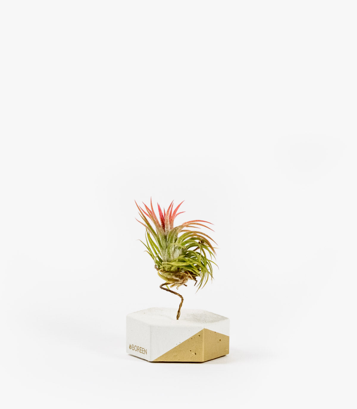 Planta De Aire Tillandsia Ionantha Con Hexágono De Cemento Y Esquina Dorada_0
