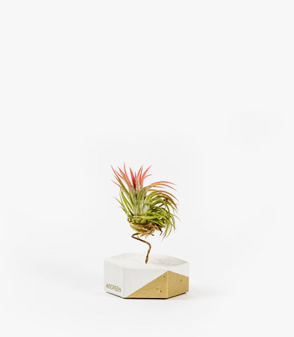 Planta De Aire Tillandsia Ionantha Con Hexágono De Cemento Y Esquina Dorada_0
